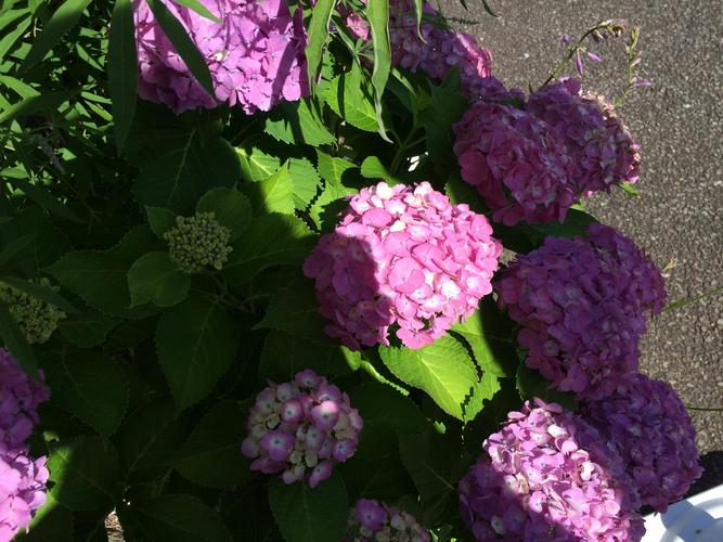 ひたち野うしく展示場 新着情報 茨城セキスイハイム 茨城県の住宅メーカー ハウスメーカー